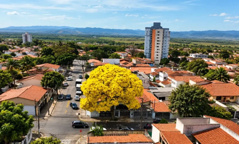 Como plantar ipê-amarelo-cascudo perto de casa para refrescar no verão