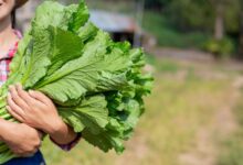 Cultivo de hortaliças no quintal ganha destaque com opções práticas para novembro