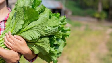 Cultivo de hortaliças no quintal ganha destaque com opções práticas para novembro