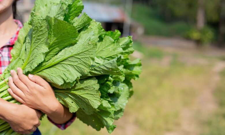 Cultivo de hortaliças no quintal ganha destaque com opções práticas para novembro