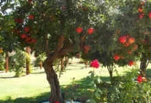 Espécies de árvores frutíferas indicadas para o plantio em calçadas e fachadas residenciais