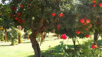 Espécies de árvores frutíferas indicadas para o plantio em calçadas e fachadas residenciais