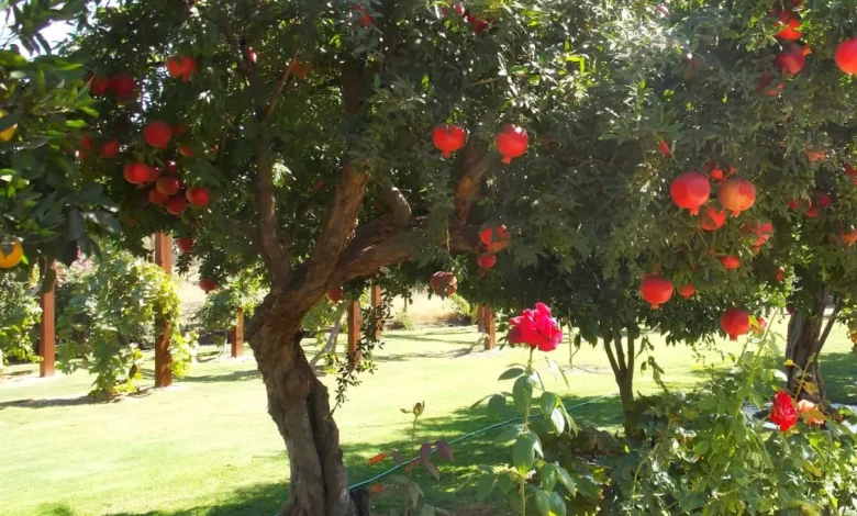 Espécies de árvores frutíferas indicadas para o plantio em calçadas e fachadas residenciais