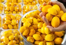 Goiânia se prepara para escolher o maior roedor de pequi do país em evento na Ceasa