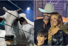 Gusttavo Lima gasta quase R$ 12 milhões em vacas de elite com sócios