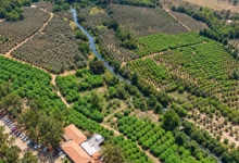Jabuticaba de Goiás se reinventa em vinhos e derivados, impulsionando a economia familiar