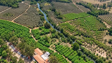 Jabuticaba de Goiás se reinventa em vinhos e derivados, impulsionando a economia familiar