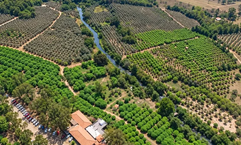 Jabuticaba de Goiás se reinventa em vinhos e derivados, impulsionando a economia familiar