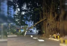 Laudo técnico confirma perigo de queda em gameleiras da Praça da Cirrose em Goiânia