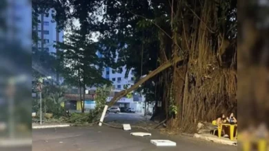Laudo técnico confirma perigo de queda em gameleiras da Praça da Cirrose em Goiânia