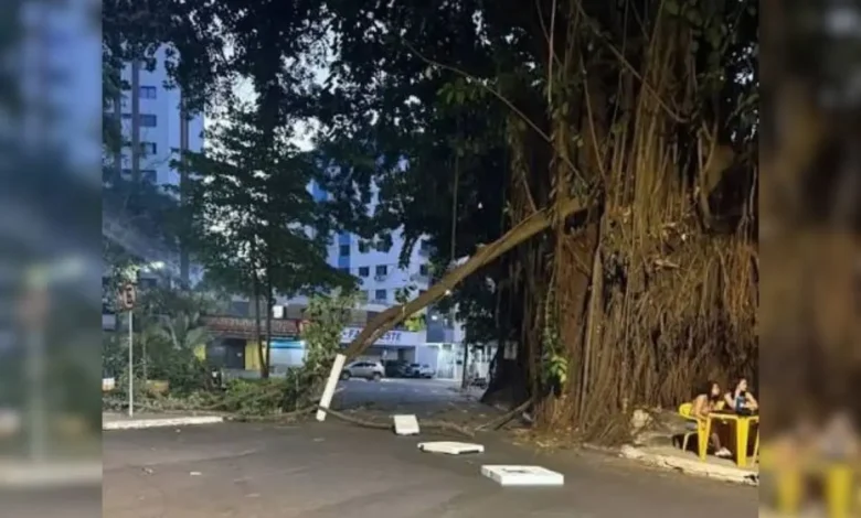Laudo técnico confirma perigo de queda em gameleiras da Praça da Cirrose em Goiânia
