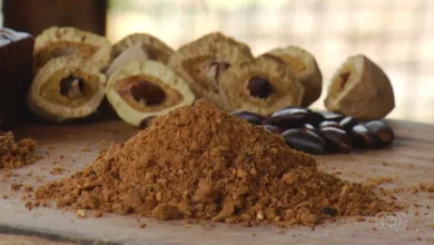Paçoca de baru: a receita tradicional do Cerrado que sustenta uma família e preserva sabores