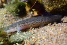 Peixe cego descoberto em cavernas de Goiás ganha nome de morador local