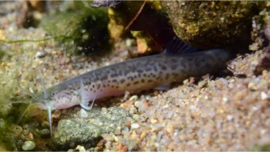 Peixe cego descoberto em cavernas de Goiás ganha nome de morador local