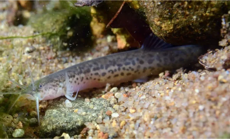 Peixe cego descoberto em cavernas de Goiás ganha nome de morador local
