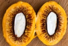 Pequi sem espinhos: a inovação goiana que desafia a tradição culinária do Cerrado