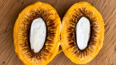 Pequi sem espinhos: a inovação goiana que desafia a tradição culinária do Cerrado