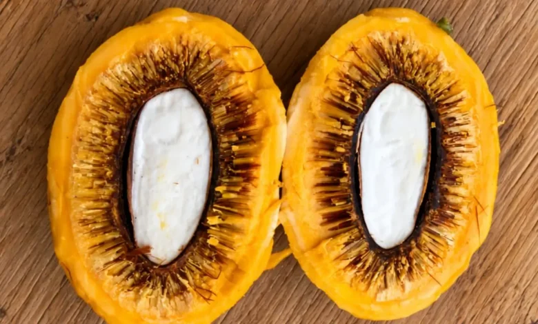 Pequi sem espinhos: a inovação goiana que desafia a tradição culinária do Cerrado