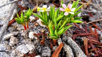 Pesquisadores de goiás encontram planta rara após quase 150 anos sem registros