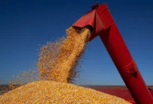 Produção de grãos em Goiás recua mais de 5 milhões de toneladas em 2026