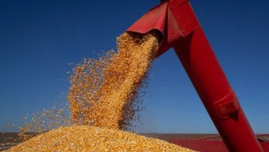 Produção de grãos em Goiás recua mais de 5 milhões de toneladas em 2026