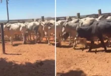 Produtor rural é investigado em catalão por castrar gado de vizinho sem permissão
