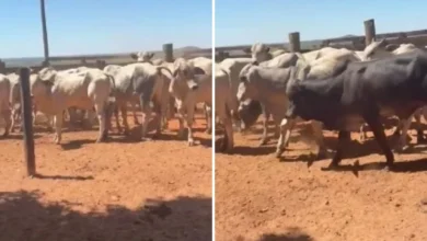 Produtor rural é investigado em catalão por castrar gado de vizinho sem permissão