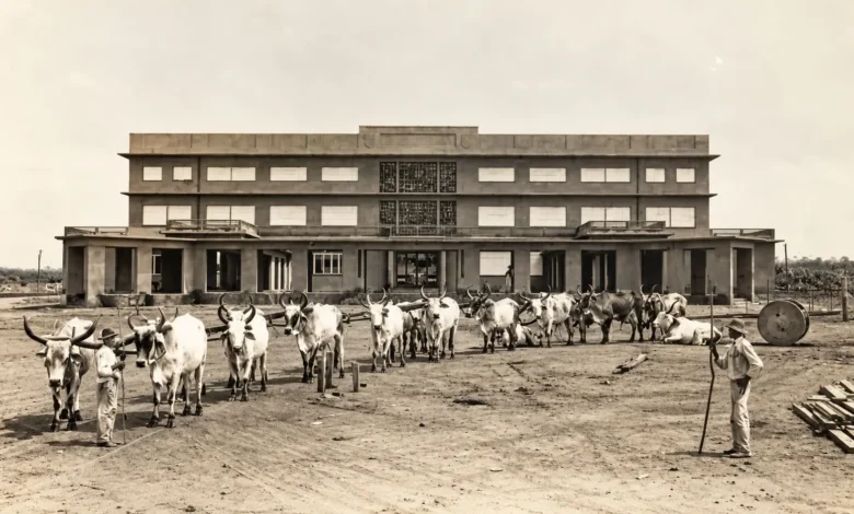 Quando goiânia quase se chamou petrônia na história de pedro ludovico