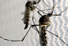 Quase metade das cidades brasileiras enfrenta perigo de infestação pelo Aedes aegypti
