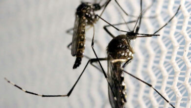 Quase metade das cidades brasileiras enfrenta perigo de infestação pelo Aedes aegypti