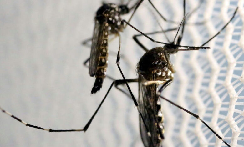 Quase metade das cidades brasileiras enfrenta perigo de infestação pelo Aedes aegypti