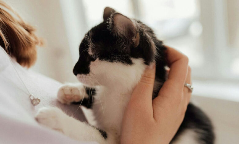 Síndrome de Marfan em gatos: Descoberta inédita em felinos domésticos abre novas perspectivas