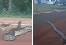 Sucuri de mais de cinco metros é flagrada atravessando rua em parque de Porteirão
