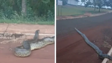 Sucuri de mais de cinco metros é flagrada atravessando rua em parque de Porteirão