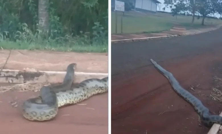 Sucuri de mais de cinco metros é flagrada atravessando rua em parque de Porteirão