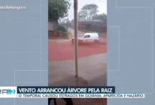 Temporal causa destruição e arranca árvores em Goiânia, Aparecida e Nazário