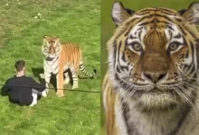 Tigre envolvido em ataque fatal em zoológico inglês não será sacrificado