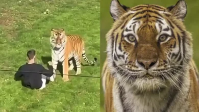 Tigre envolvido em ataque fatal em zoológico inglês não será sacrificado