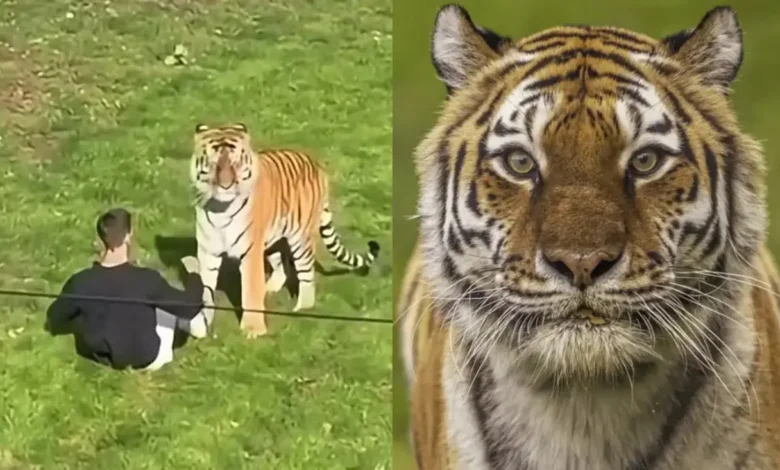 Tigre envolvido em ataque fatal em zoológico inglês não será sacrificado