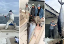 Trio de amigos fisga atum gigante de 2,6 metros durante pescaria rápida antes da escola